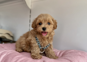 Maltipoo safkan son jenerasyon yavrularımız